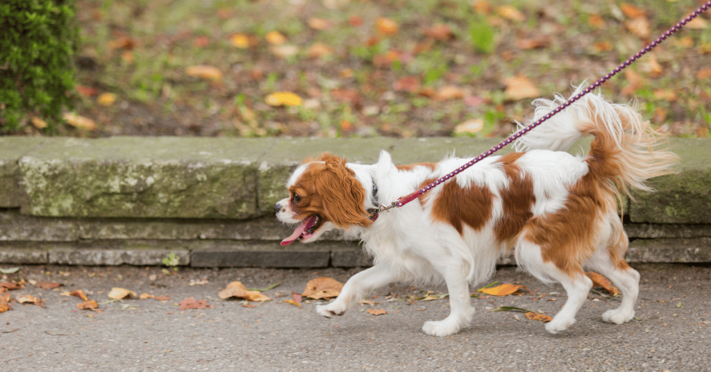 Shoreline Happy Paws dog on leash with Shoreline Happy Paws dog walker in Old Saybrook home