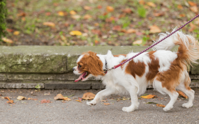 Why Shoreline Pet Parents Are Choosing Professional Pet Sitters