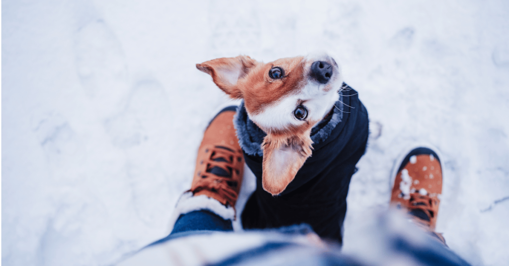 dog in the snow with Shoreline Happy Paws dog walker in Old Saybrook, CT 5 Winter Pet Care Tips for CT Shoreline Dog Parents