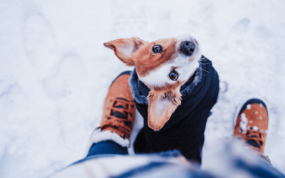 5 Winter Pet Care Tips for CT Shoreline Dog Parents