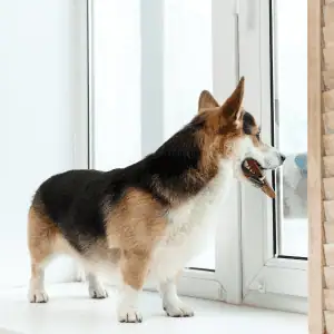 dog looking out window during Old Saybrook winter storm - Does Your CT Shoreline Dog Have Cabin Fever?