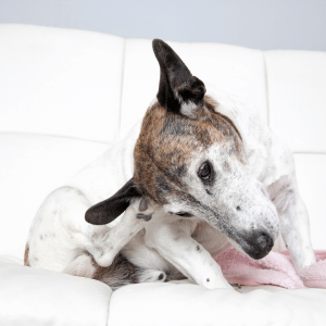 dog scratching in Old Saybrook, CT