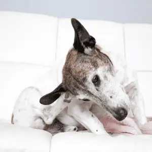 dog scratching in Old Saybrook, CT