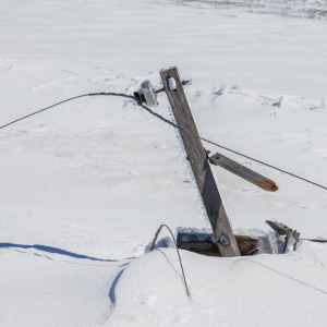 old saybrook, ct snow storm - Keeping Pets Warm During Power Outages on the CT Shoreline