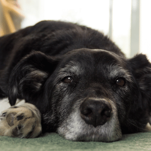 dog resting in Old Saybrook