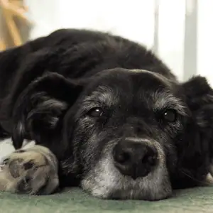 dog resting in Old Saybrook