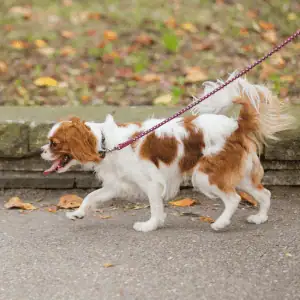 dog walking in the ct shoreline