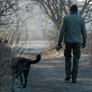 Connecticut Shoreline Dog Walks Vs. Inland Dog Walks