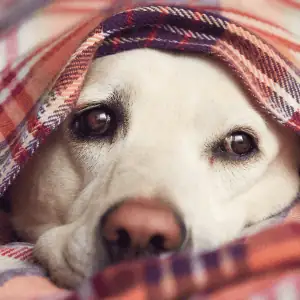 dog in home in Old Saybrook, CT during snow storm