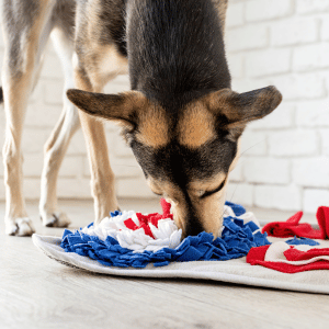 dog using snuffle mat in Old Saybrook, CT