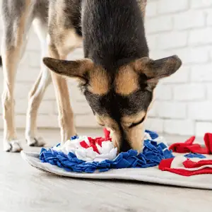 dog using snuffle mat in Old Saybrook, CT