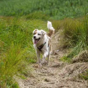 dog on hike with Shoreline Happy Paws dog walker