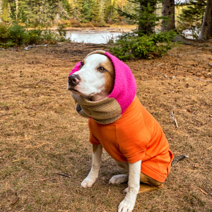 dog wearing snood in old saybrook, CT