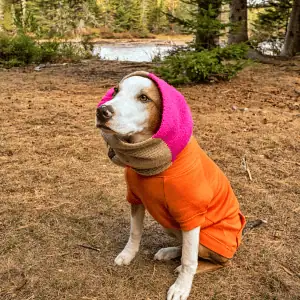 dog wearing snood in old saybrook, CT