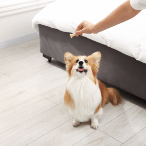 trick training with dog in Essex, CT