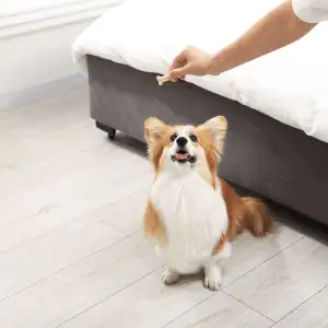 trick training with dog in Essex, CT