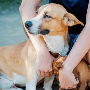 dog with Shoreline Happy Paws dog walker