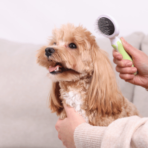 dog being brushed in Old Saybrook, CT by Shoreline Happy Paws dog walker