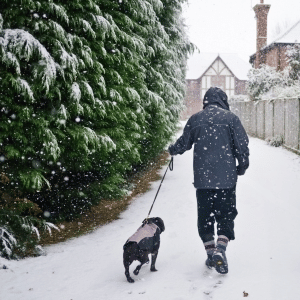 Shoreline Happy Paws dog walker winter walk