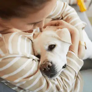 dog with Shoreline Happy Paws dog walker