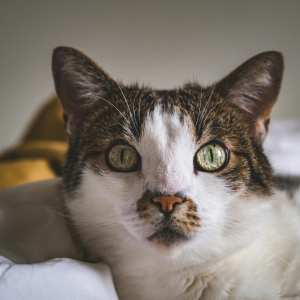 cat in old saybrook, CT