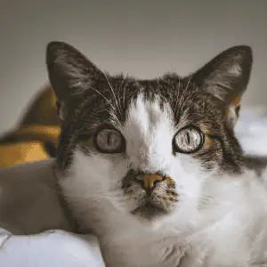 cat in old saybrook, CT