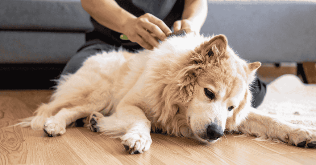 How CT Shoreline Winters Affect Dogs' Coats (and What To Do About It)