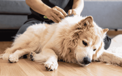 How CT Shoreline Winters Affect Dogs’ Coats (and What To Do About It)