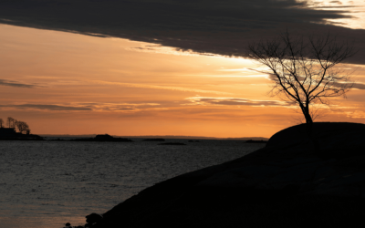 About 2025: Caring for Pets, Community, and the CT Shoreline