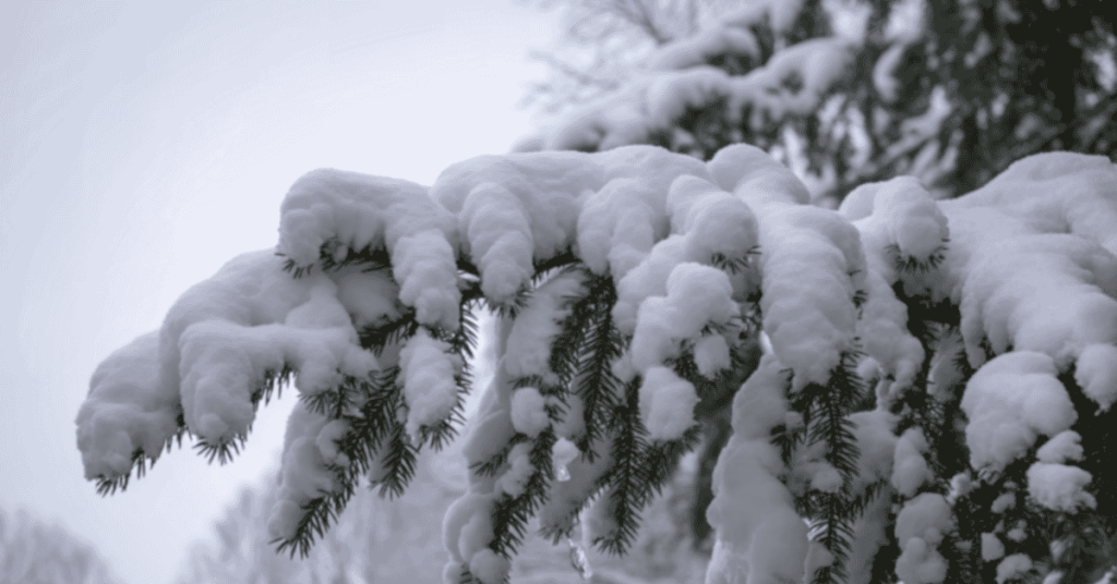 Keeping Pets Warm During Power Outages on the CT Shoreline
