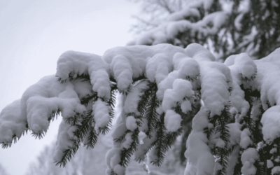 Keeping Pets Warm During Power Outages on the CT Shoreline