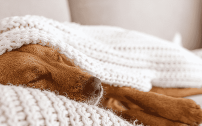 Does Your CT Shoreline Dog Have Cabin Fever?