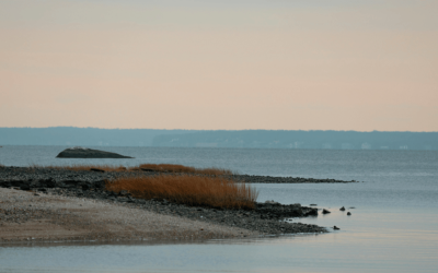 Winter Pet Care: Connecticut Shoreline Dog Walks Vs. Inland Dog Walks