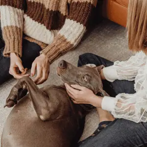 dog with family in Old Saybrook, CT