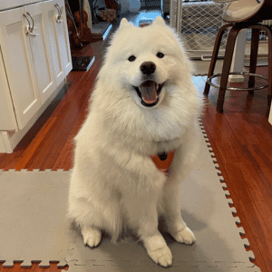 dog with SHP dog walker in Westbrook, CT