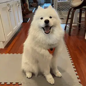 dog with SHP dog walker in Westbrook, CT