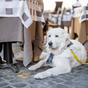dog at Old Saybrook cafe