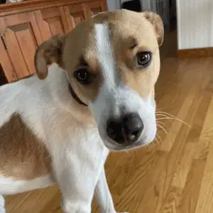 dog with SHP dog walker in Ivoryton, CT