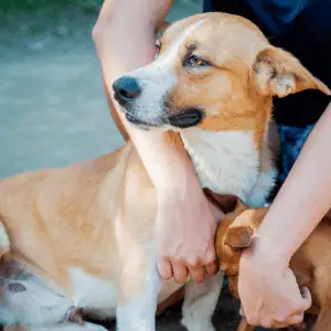 dog with owner in the CT Shoreline