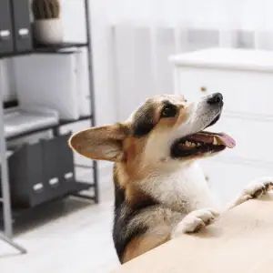dog in East Lyme kitchen