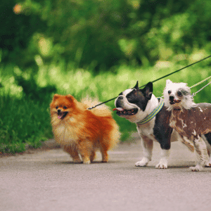 dogs walking in the CT Shoreline