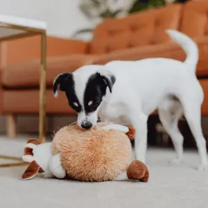 dog playing with toy in the CT Shoreline