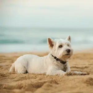 dog at CT Shoreline beach with Shoreline Happy Paws dog walker