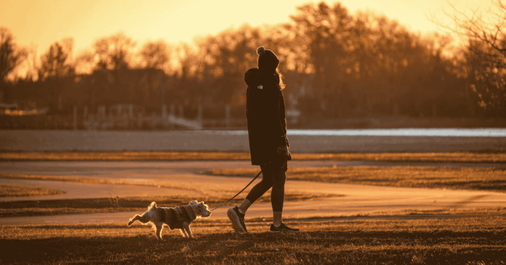 Dog Daycare in the CT Shoreline & A Better Alternative for Active Dogs 5 dog walking in the CT Shoreline