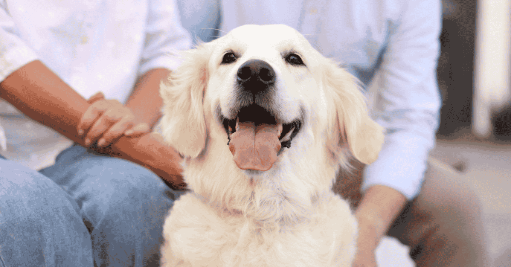 Plan the Perfect Day for Your Dog on the CT Shoreline 1 Plan the Perfect Day for Your Dog on the CT Shoreline - dog owners with dog