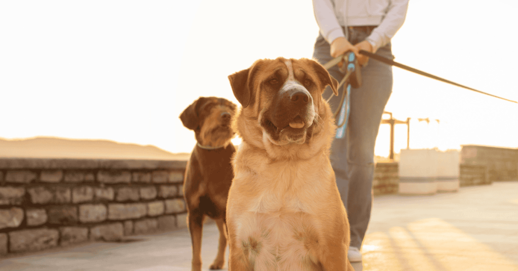Nervous about hiring a dog walker? Dog walker in the CT Shoreline