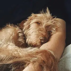 dog snuggling with human in Old Saybrook, CT