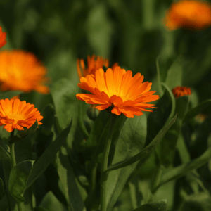 Calendula - Planting a Pet-Safe Garden on the Connecticut Shoreline