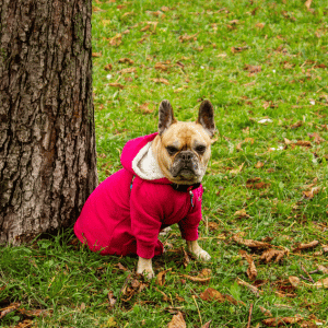 dog in Raincoat in Old Saybrook, CT
