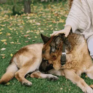 dog in Old Saybrook, CT with Shoreline Happy Paws dog walker